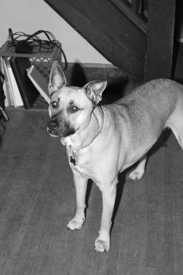 Nala - the best dog in the world